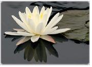 Perfect Health, Ayurveda, Enlighten Up, Chopra in Chicago, Wendy Sherry